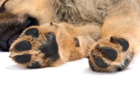 What You Need to Know About Pet Memorial Services