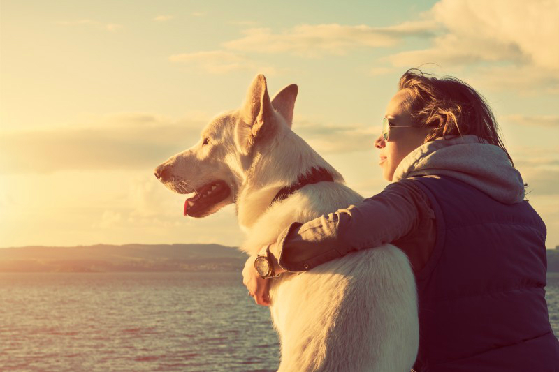 Benefits In Using A Dog Boarding Kennel in Manhattan