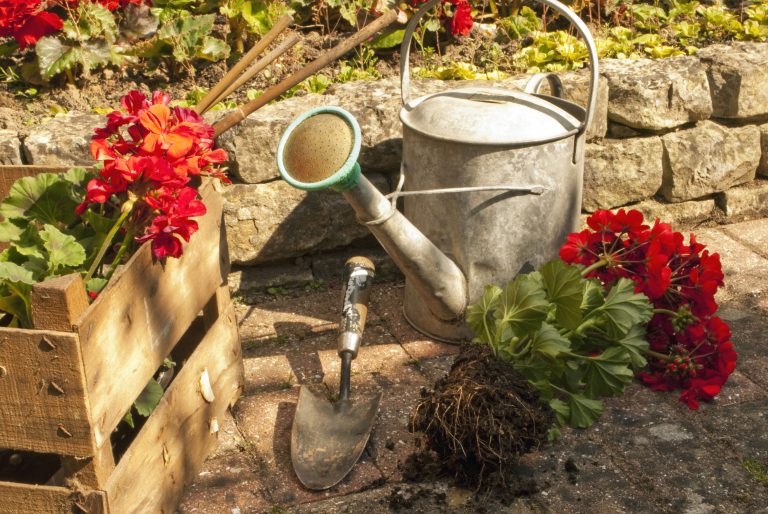 Find the Perfect Ornamental Trees for Florida and Tropical Climates