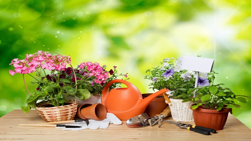 Buying a Fern Plant in Florida Offers You Diversity and Low Maintenance