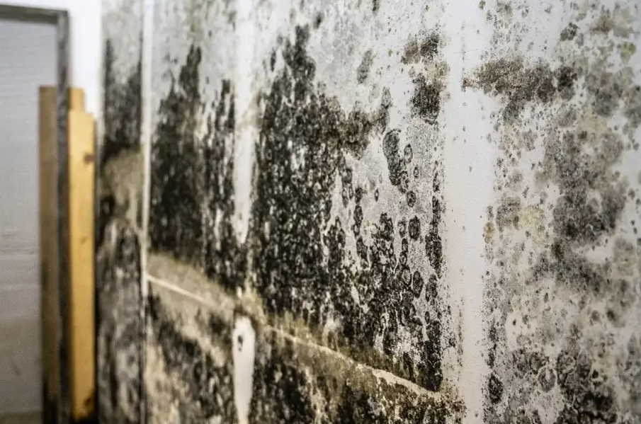 Do Not Wait Contact a Black Mold Specialist in Gainesville, FL Biz