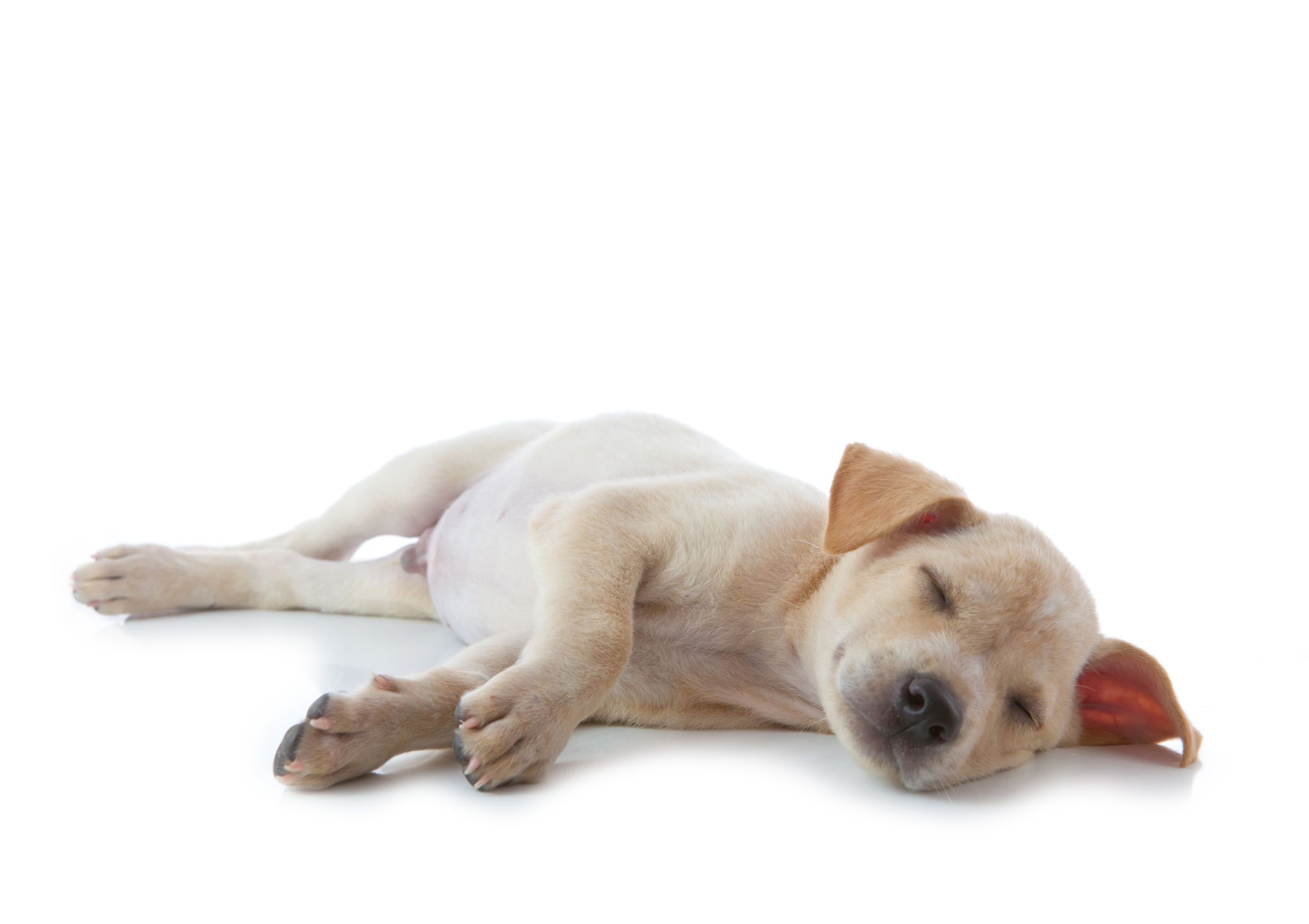 For California Pet Owners: 3 Tips and Tricks for Training a New Puppy