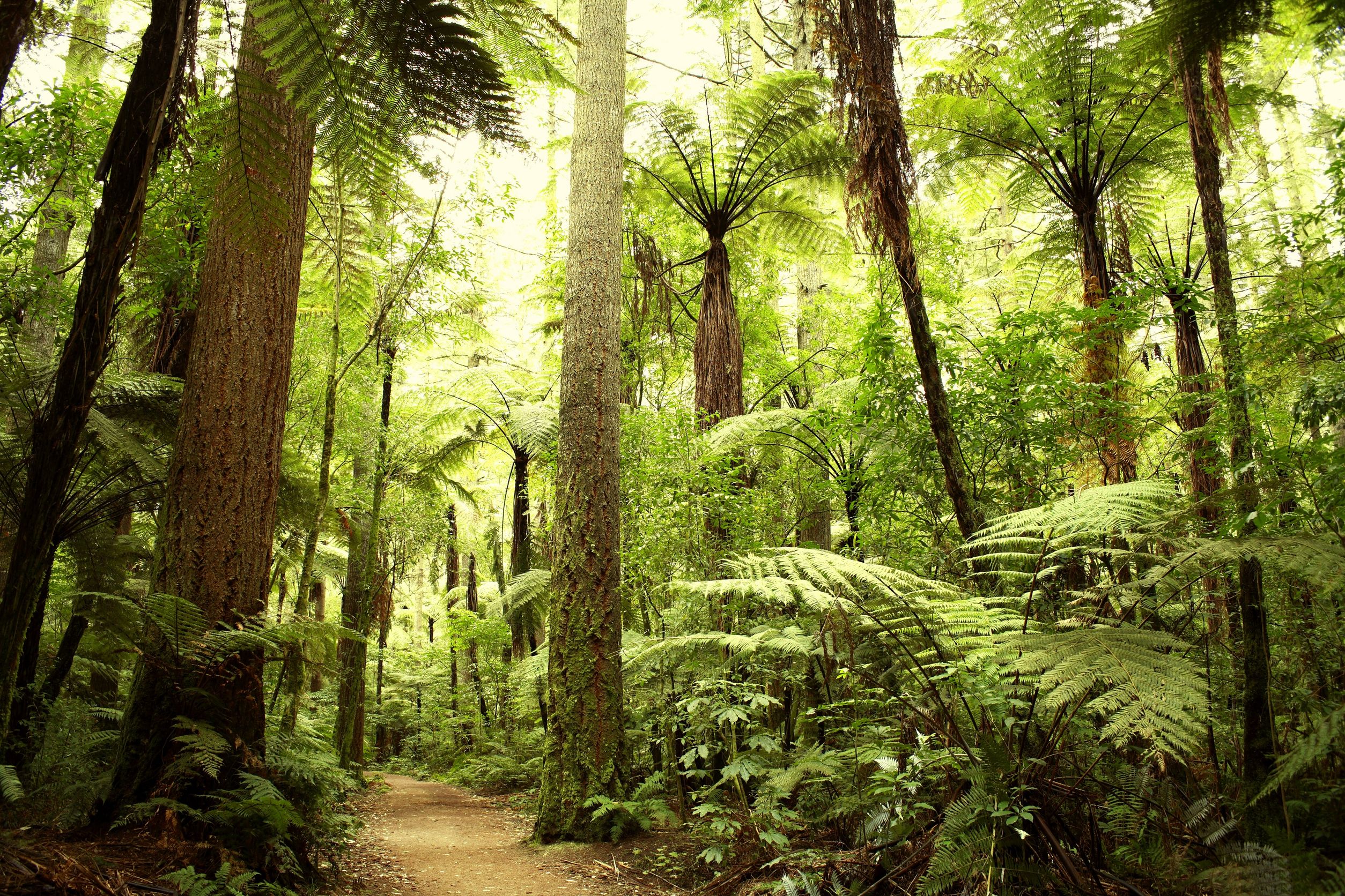 A Tree Removal Company in Portland, OR Can Take Care of Your Needs