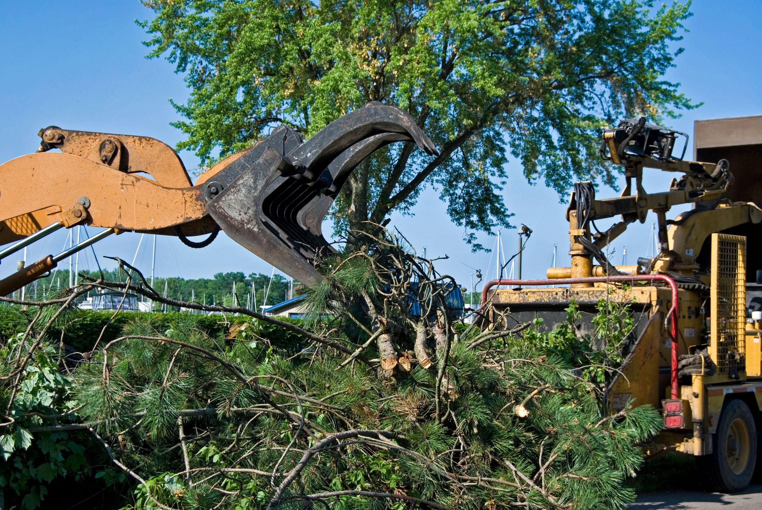 Expert Tree Care in Kennewick, WA