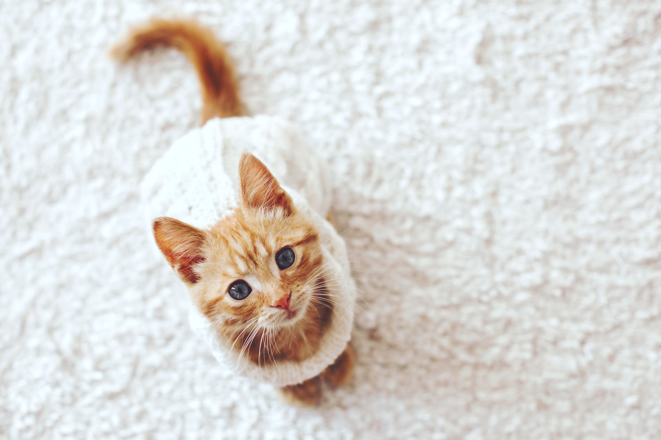 Questions To Consider Before Bringing Adoptable Kitties At Home