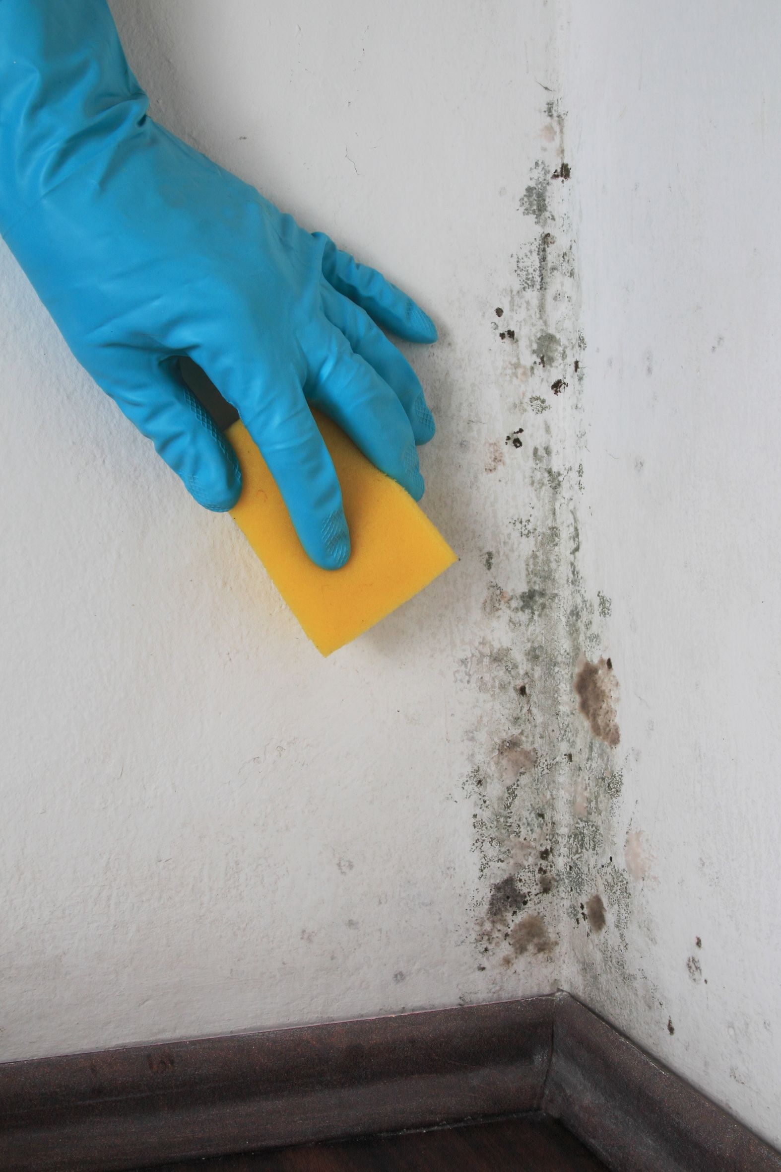 3 Warning Signs That Indicate You Need a Mold Cleanup in Seattle