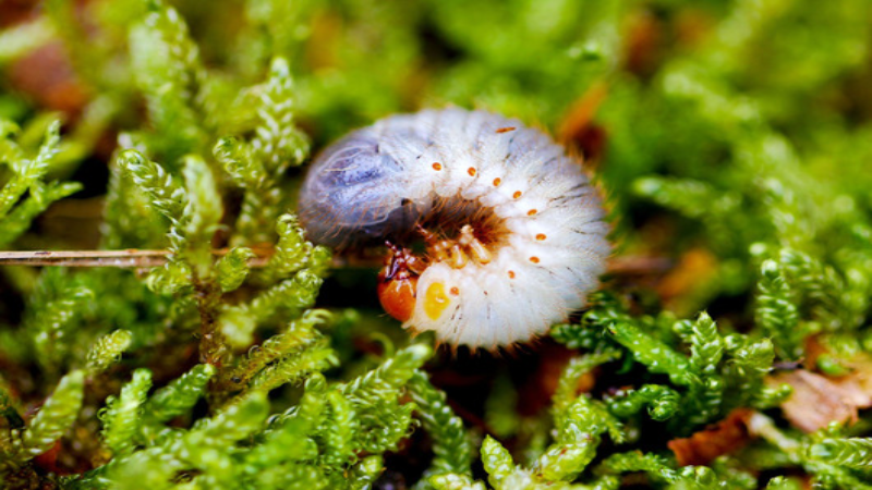 How to Find the Best Grub Control for Lawns in Louisville, KY