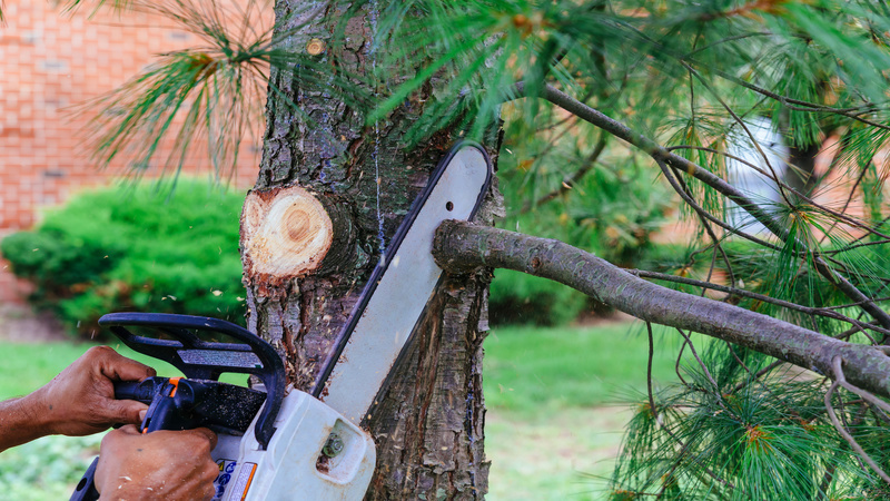 Comprehensive Tree Care Services in Rancho Cucamonga, CA: Enhancing Your Landscape