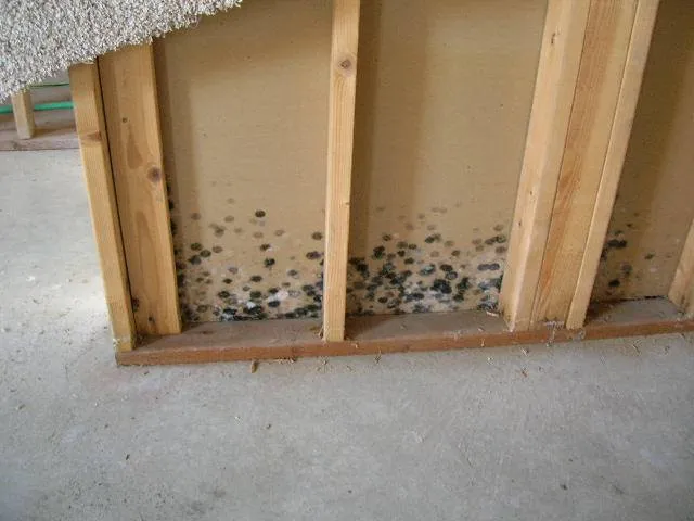 What is the Average Black Mold Removal Cost in Newnan, GA?