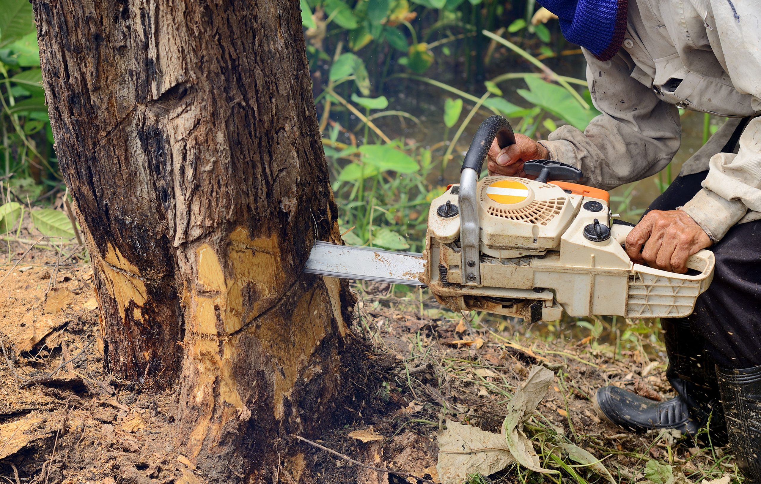 Tree Trouble? Contact A Tree Service In Monterey CA Today