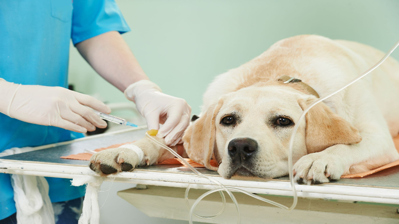 What Constitutes a Veterinary Emergency in Sarasota, Florida?