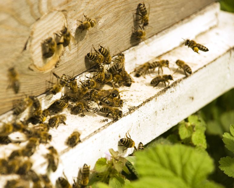 Signs You Need Professional Ant Control in Oakland County