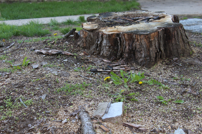 Top Reasons for Tree Stump Removal in Johnson City, TX