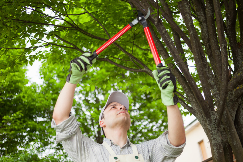 Maintain Stunning Outdoor Spaces with Tree Pruning Services in Austin, TX