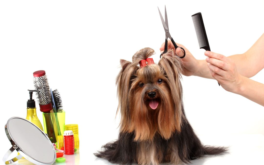 Find Perfect Pampering at the Best Dog Wash in Marietta, GA Today