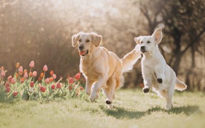 Find peace of mind knowing expert Dog Training Helena MT supports joyful family pets