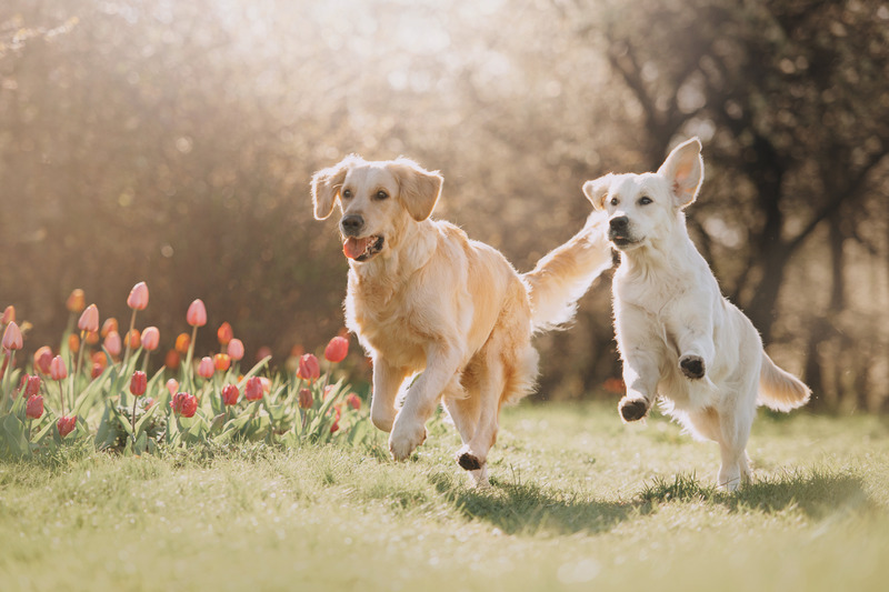 Find peace of mind knowing expert Dog Training Helena MT supports joyful family pets