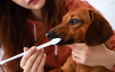 Transform Your Pup’s Behavior with an Experienced Dog Trainer Orange County CA Residents Trust