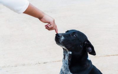 Building Stronger Bonds Through Dog Training Services Ocala FL Pet Owners Use