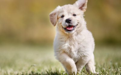 Unlock Better Communication With Dog Behavioral Training Arlington TX Programs