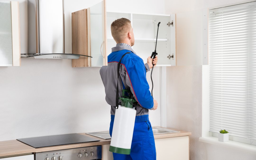 Protect Your Home from Pests with Expert Wildlife Control Service Wildwood MO