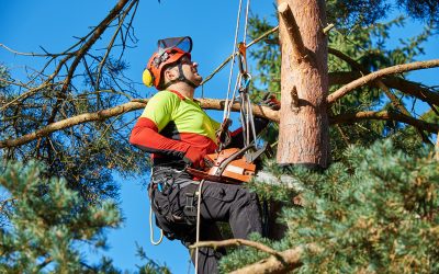 Reasons to Trust an Arborist Carson City NV for Healthy Trees in Your Yard