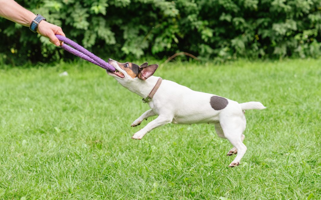 Building Safer Communities Through Aggression Training For Dogs Houston TX Pet Owners