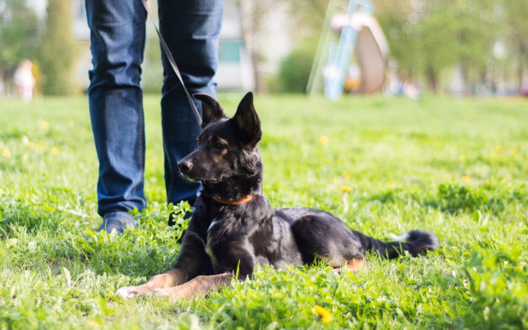 Unleash a Happier Pet Life With a Dog Trainer Tucson AZ Pet Owners Trust Most