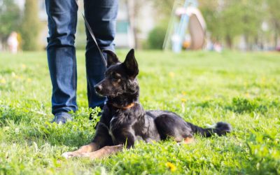 Unleash a Happier Pet Life With a Dog Trainer Tucson AZ Pet Owners Trust Most