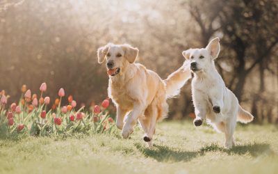 Enjoy More Free Time With Dog Walking Boarding In Upper East Side Pet Care Services