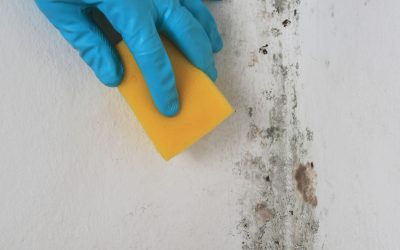 Solve Persistent Moisture Problems with Reliable Mold Remediation in Frankfort, IL