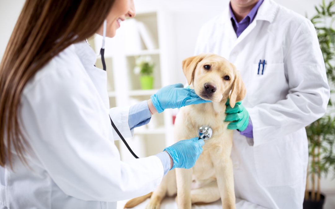 How Hydrotherapy For Dogs Arthritis Can Improve Mobility and Quality of Life