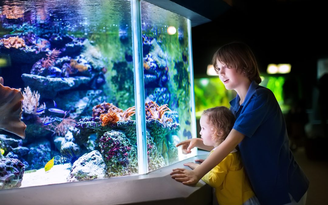 Expert Tips from Fish Tank Service in Fort Worth, TX for Hassle-Free Aquarium Care