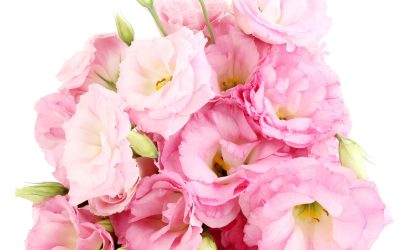 Express Heartfelt Condolences with Sympathy Flowers North Haven, CT Families Trust