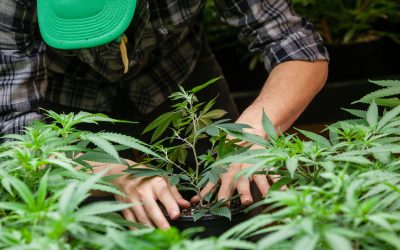 Finding the Best Value in Dispensary Weed NYC for Your Medical and Recreational Needs