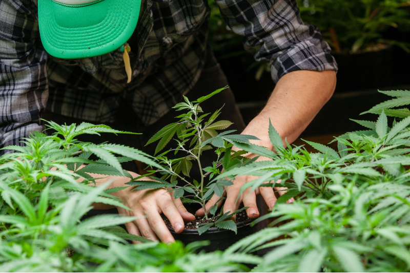 Finding the Best Value in Dispensary Weed NYC for Your Medical and Recreational Needs
