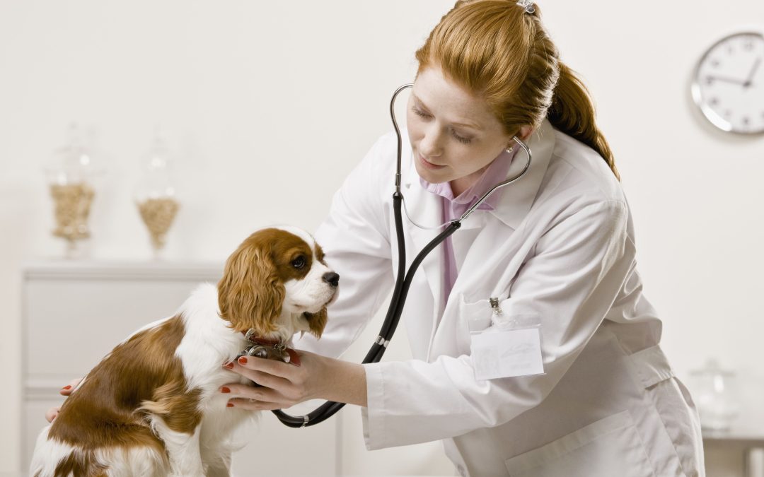 Spay and Neuter Indianapolis, IN: Options for Responsible Pet Owners in Your Area