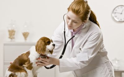 Spay and Neuter Indianapolis, IN: Options for Responsible Pet Owners in Your Area