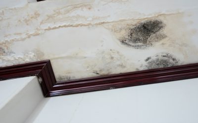 Essential Steps for Water Damage Cleanup Downers in Grove, IL Homeowners Should Follow