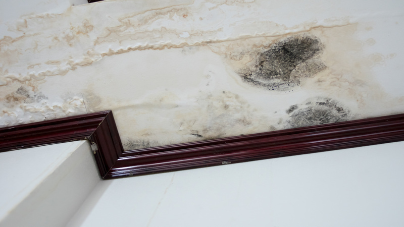 Essential Steps for Water Damage Cleanup Downers in Grove, IL Homeowners Should Follow