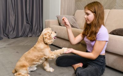 A Practical Guide to Choosing Puppy Training Services