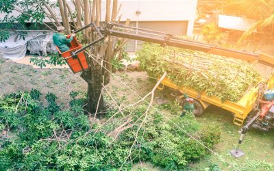 Common Tree Trimming Problems and Solutions for Jacksonville, FL Yards