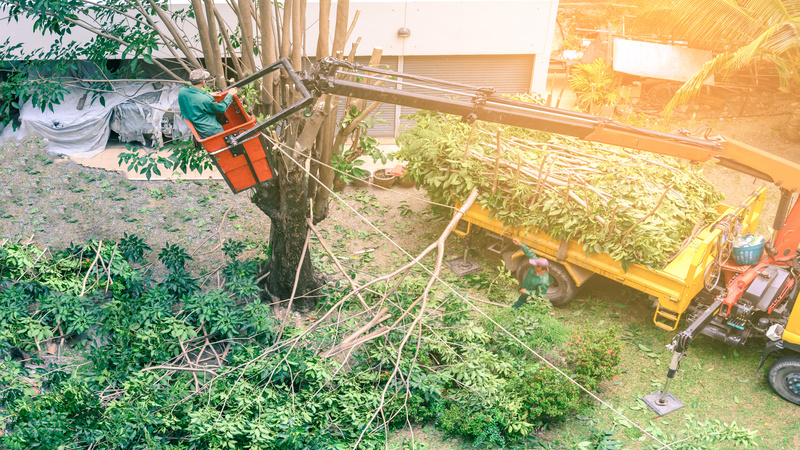 Common Tree Trimming Problems and Solutions for Jacksonville, FL Yards