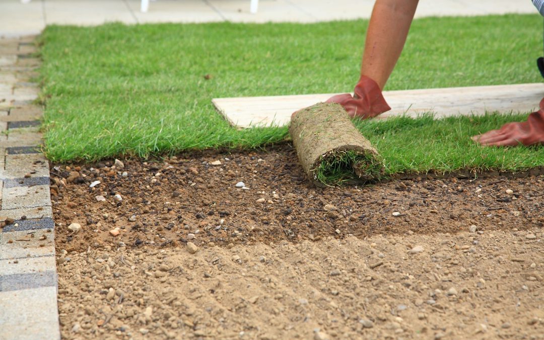 Choosing Black Beauty Fescue Sod for a Healthy Riverside Lawn