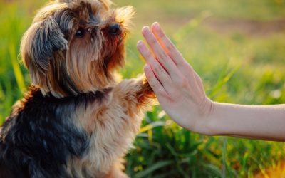 Puppy Training in a Bilingual Home: Keeping Cues Clear in Two Languages